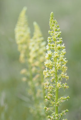 Österreich, Gelber Wau, Reseda lutea