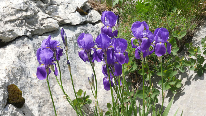 Kroatien, Schwertlilie, Iris