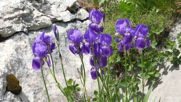Kroatien, Schwertlilie, Iris