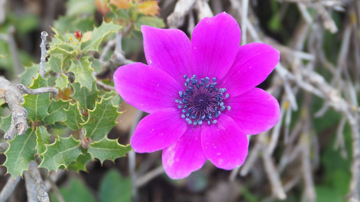 Anemone coronaria, Kronen Anemone