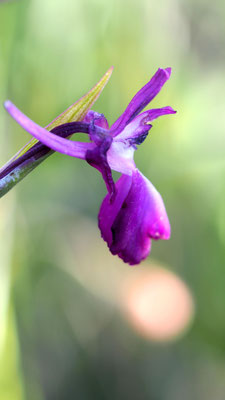 Anacamptis laxiflora, Lockerblütiges Knabenkraut, Kos