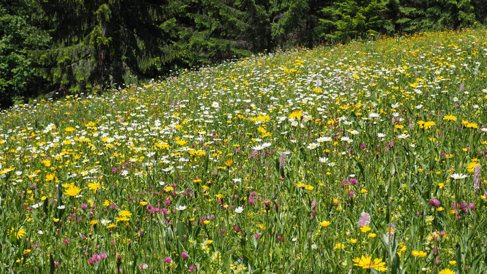 Oberösterreich, Blumenwiese im Nationalpark Kalkalpen