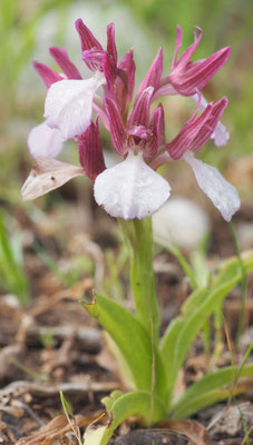 Anacamptis papillionacea ssp. aegaea, Östliches Schmetterlings-Knabenkraut, Rhodos