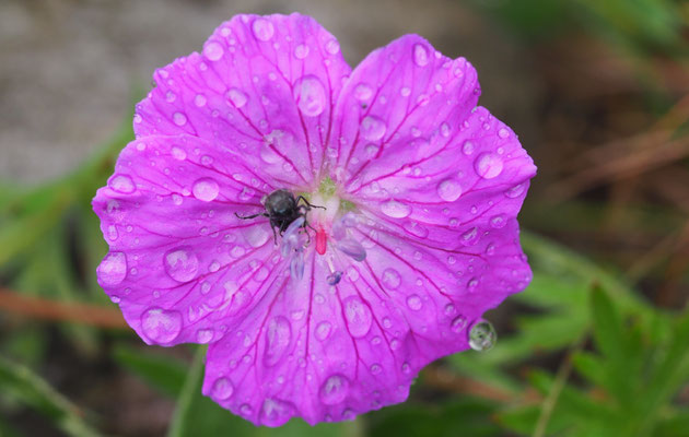 Kroatien, Blutroter Storchschnabel, Geranium sanguineum