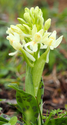 Orchis provincialis, Provence Knabenkraut, Rhodos