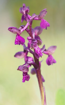 Anacamptis morio, Klein-Hundswurz, Kärnten