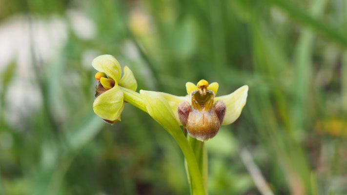 Drohnen-Ragwurz, Ophrys bombyliflora (Italien)