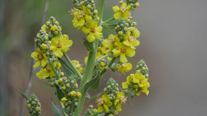 Mehlige Königskerze, Verbascum lychnitis