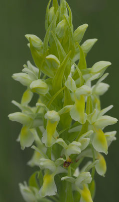 Dactylorhiza incarnata ssp. ochroleuca, Strohgelbe Fingerwurz, Salzburg