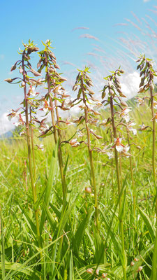 Epipactis palustris, Sumpf-Ständelwurz, Südtirol