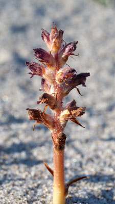 Orobanche