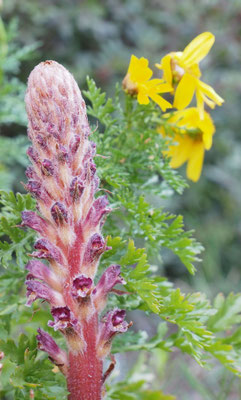 Orobanche, Sommerwurz