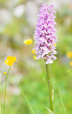 Dactylorhiza fuchsii, Fuchs-Fingerwurz, Italien