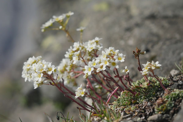 Italien, Rispen-Steinbrech, Saxifraga paniculata