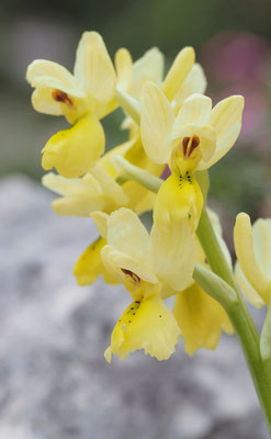 Orchis pauciflora, Armblütiges Knabenkraut, Albanien