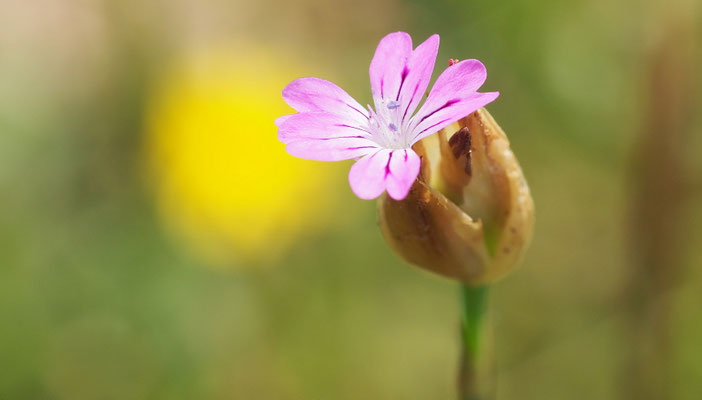 Kroatien, Sprossende Felsen-Nelke, Petrorhagia prolifera