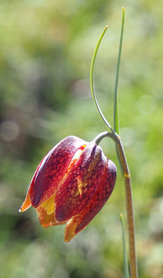 Österreich, Schachblume, Fritillaria meleagris