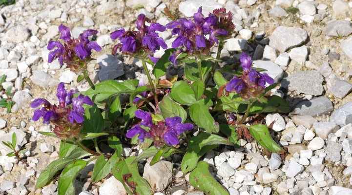 Italien, Großblütige Braunelle, Prunella grandiflora