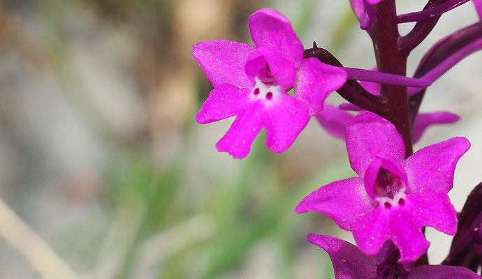 Vierpunkt-Knabenkraut, Orchis quadripunctata (Italien)