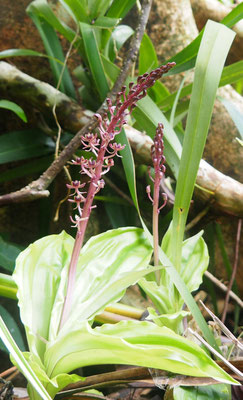 Liparis formosana, Gestreiftes Glanzkraut, Taiwan/Lanyu