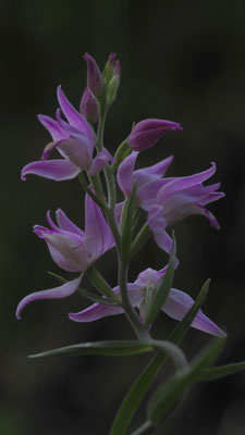 Cephalanthera rubra, Rotes Waldvöglein, Kärnten