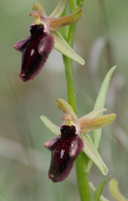 Ophrys promontorii, Vorgebirgs-Ragwurz, Italien