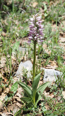 Orchis simia, Affen Knabenkraut