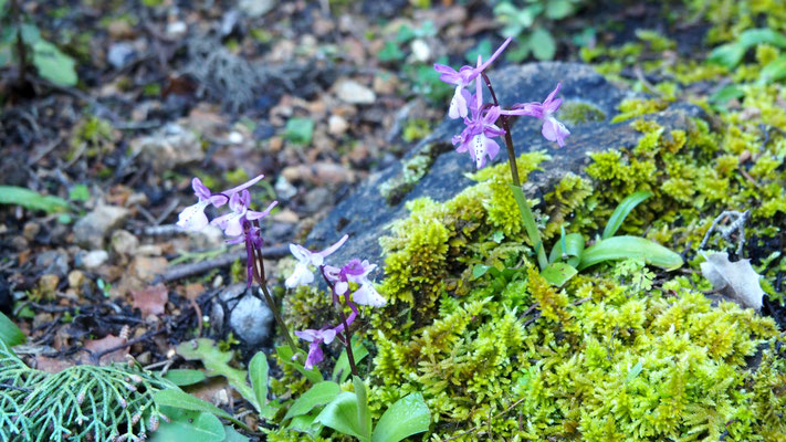 Orchis anatolica, Anatolisches Knabenkraut