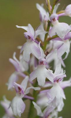 Dactylorhiza fuchsii, Fuchs-Fingerwurz, Oberösterreich