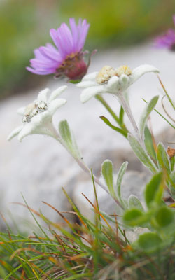 Italien, Alpen-Edelweiß, Leontopodium nivale) und Alpen-Aster, aster alpinus