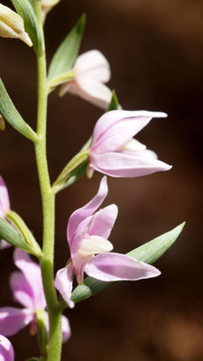 Cephalanthera kurdica, Kurdisches Waldvöglein, Türkei