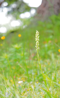 Pseudorchis albida, Höswurz, Steiermark