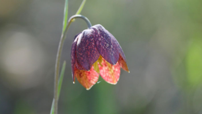 Italien, Schachblume, Fritillaria tubiformis