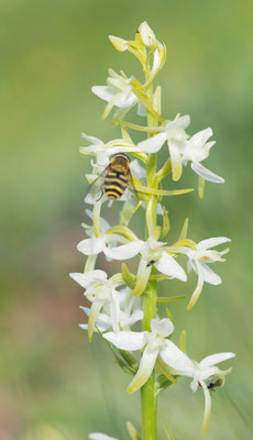 Platanthera bifolia, Weiße Waldhyazinthe, Südtirol