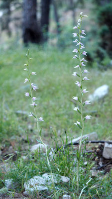 Cephalanthera epipactoides, Übersehenes Waldvöglein, Türkei