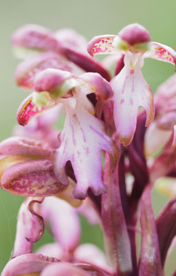 Himantoglossum robertianum, Riesen-Knabenkraut, Griechenland