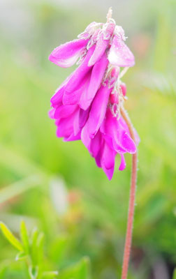 Italien, Alpen-Süßklee, Hedysarum hedysaroides