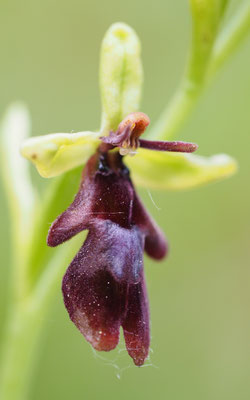 Ophrys insectifera,-Fliegen-Ragwurz, Steiermark