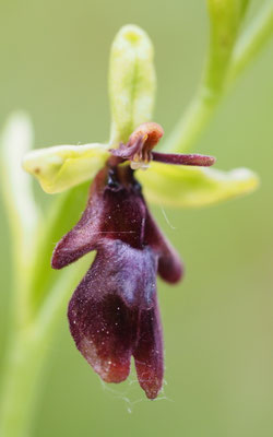 Ophrys insectifera, Fliegen-Ragwurz, Steiermark
