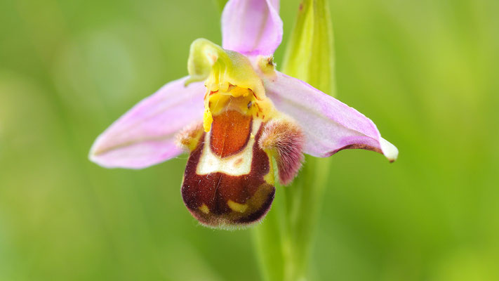 Bienen-Ragwurz, ophrys apifera