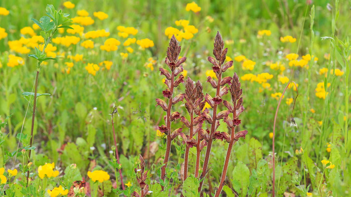 Kroatien, Blutrote Sommerwurz, Orobanche gracilis