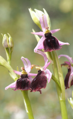 Ophrys ferrum-equinum, Hufeisen-Ragwurz, Griechenland