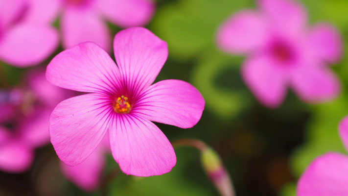 Kroatien, Rosablühender Sauerklee, Oxalis articulata