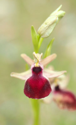Ophrys helenae, Helena-Ragwurz, Griechenland