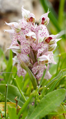 Orchis lactea, Milchweißes Knabenkraut, Rhodos