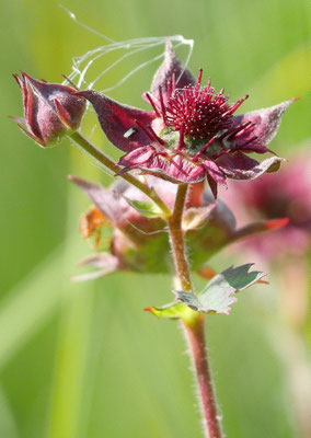 Österreich, Sumpf-Blutauge, Potentilla palustris