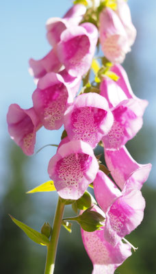 Österreich, Roter Fingerhut, Digitalis purpurea
