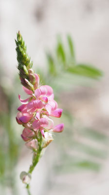 Österreich, Saat-Esparsette, Onobrychis viciifolia