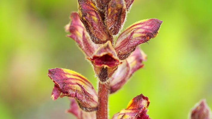 Kroatien, Blutrote Sommerwurz, Orobanche gracilis
