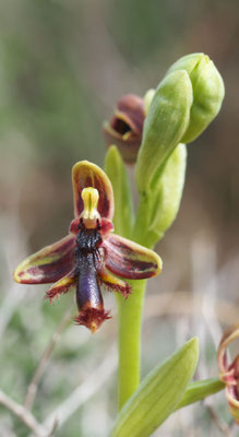Ophrys regis-ferdinandii, König Ferdinand Ragwurz, Rhodos